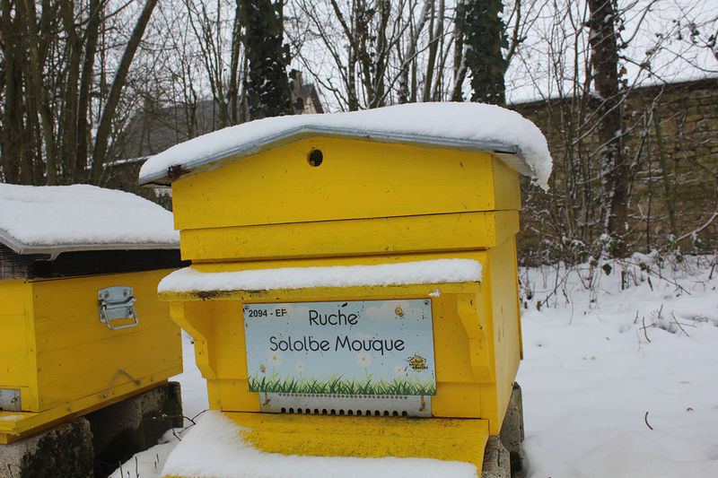 La ruche Sololbe Mouque